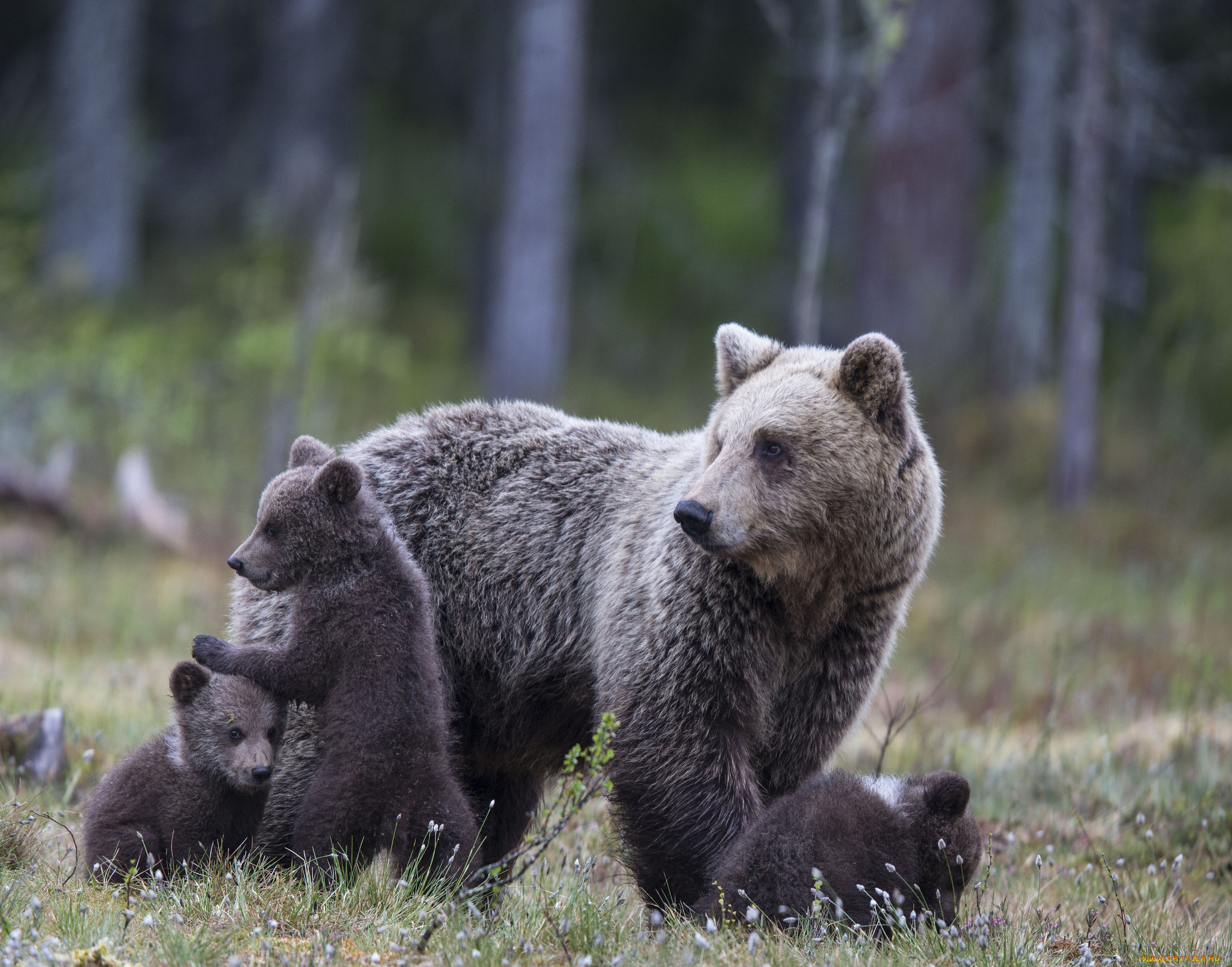 животные, медведи, лес, медвежата, семья, медведица, деревья