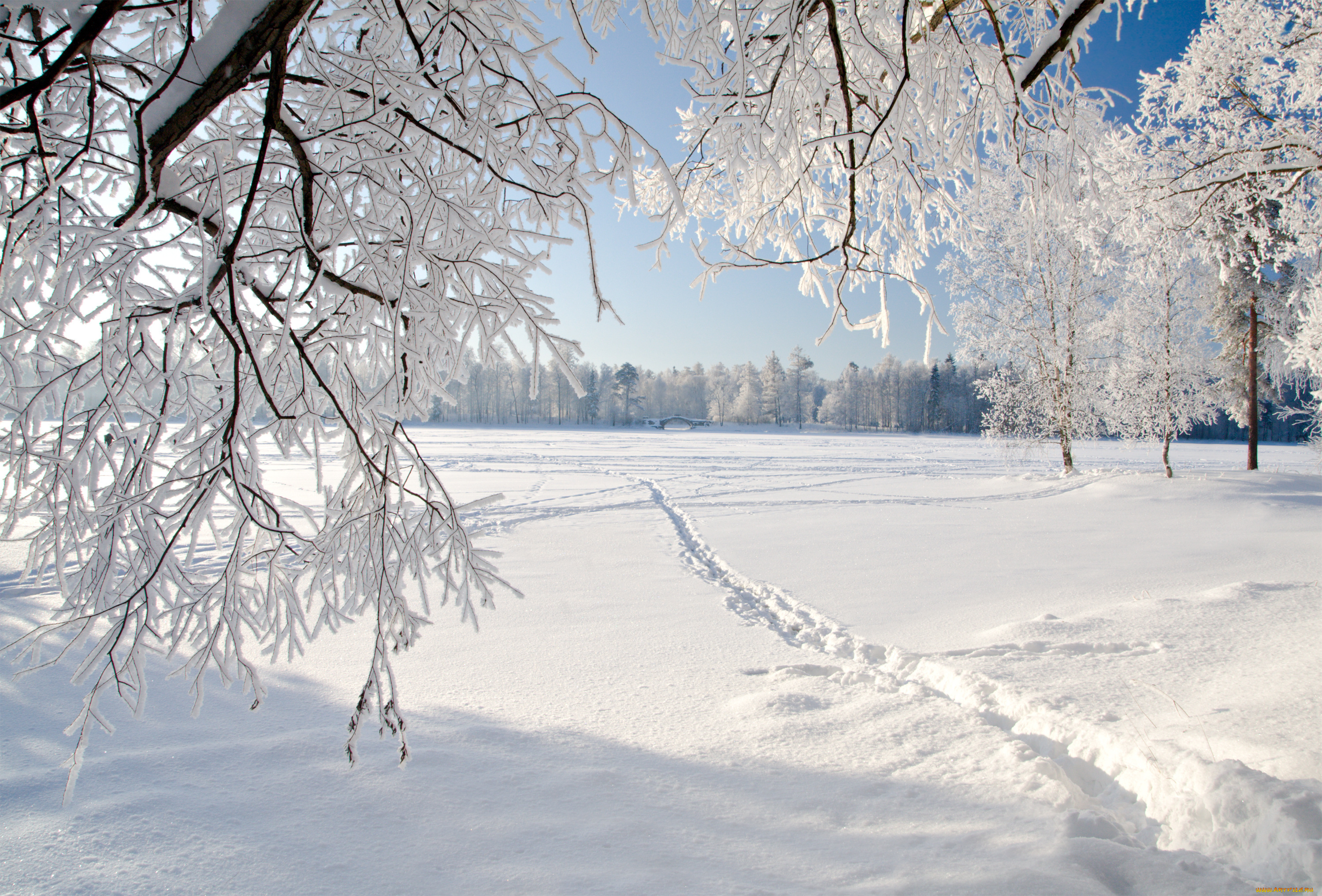 природа, зима, landscape, пейзаж, ice, winter, weeping, tree, лед, деревья, nature
