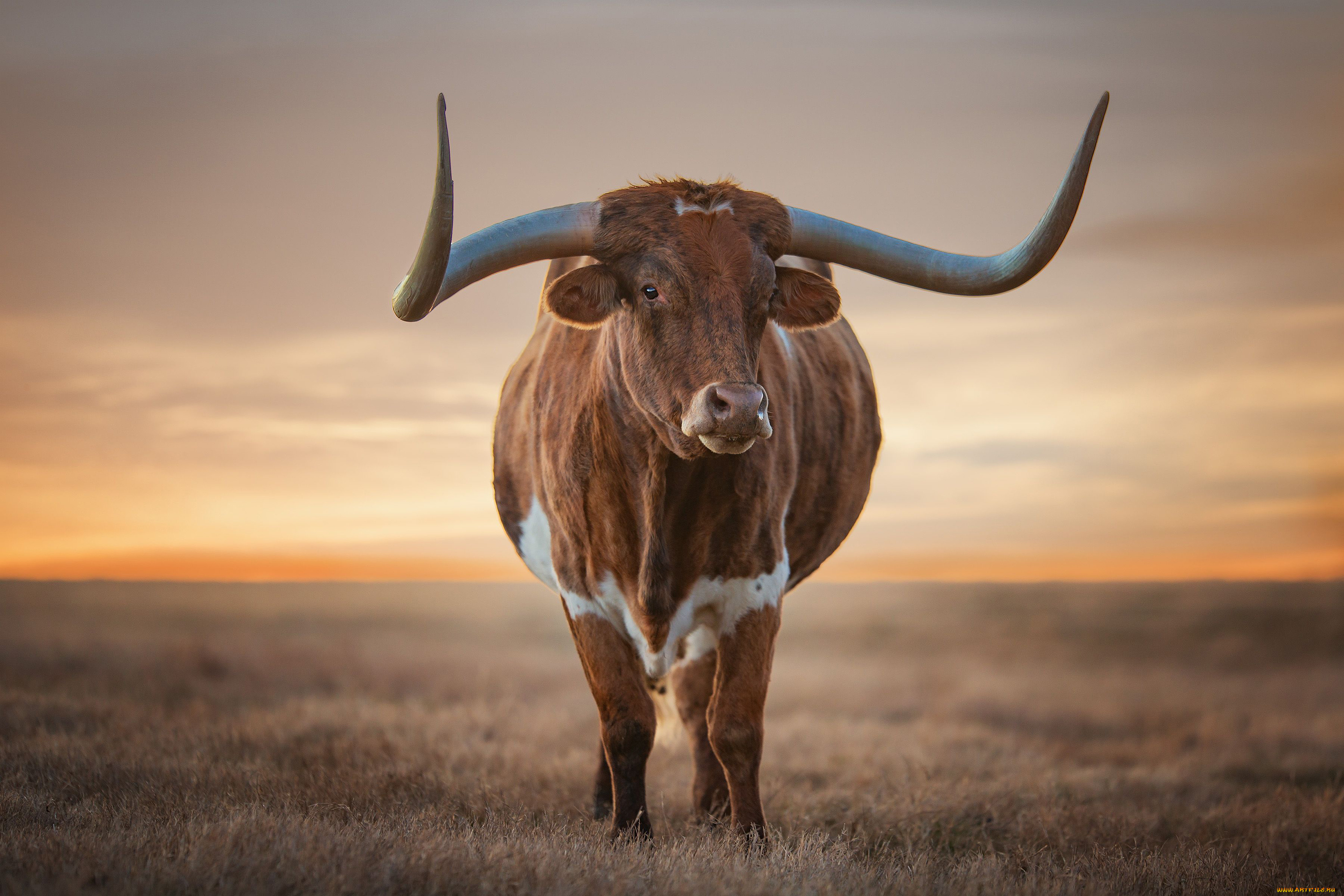 техасский, лонгхорн, животные, коровы, , буйволы, бык, лонгхорн, техасский, скот, домашний, рога