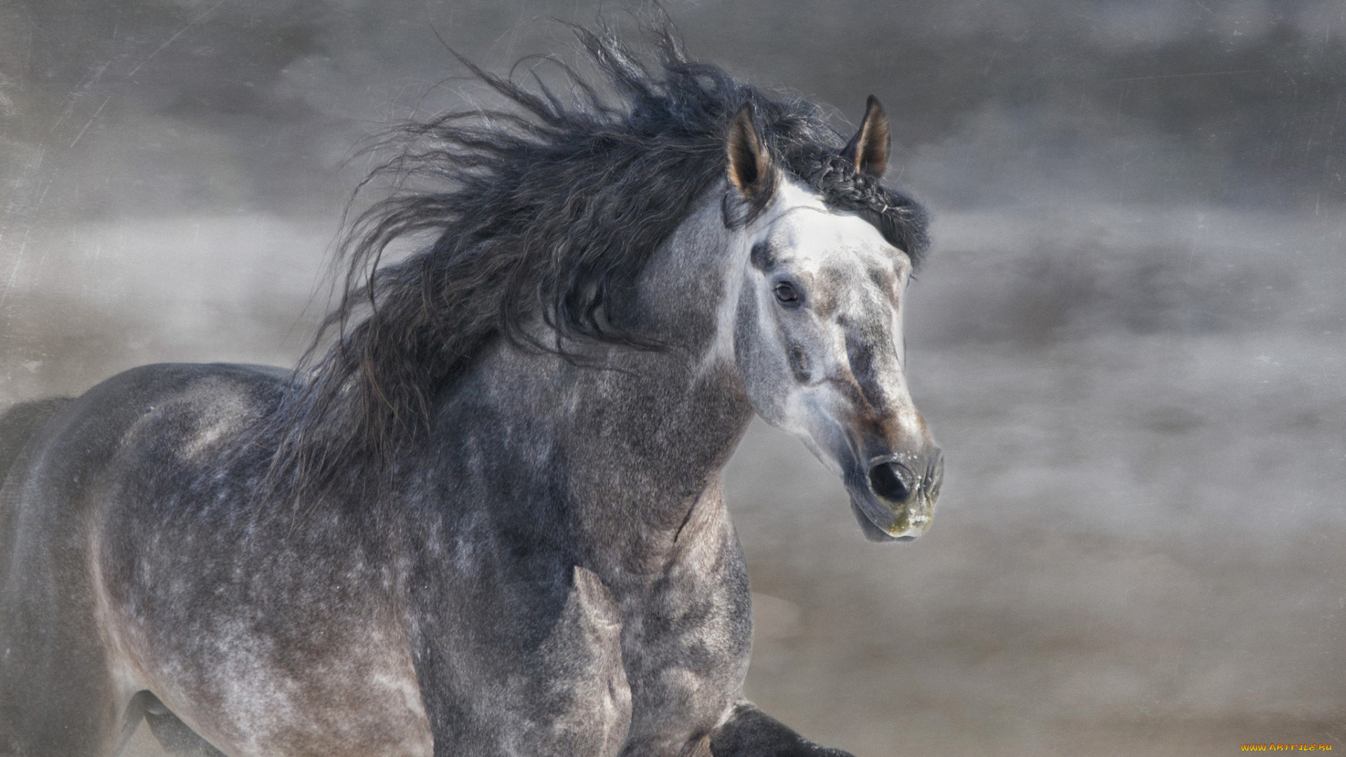 ©, ryan, courson, photography, животные, лошади, галоп, бег, серый, жеребец, конь