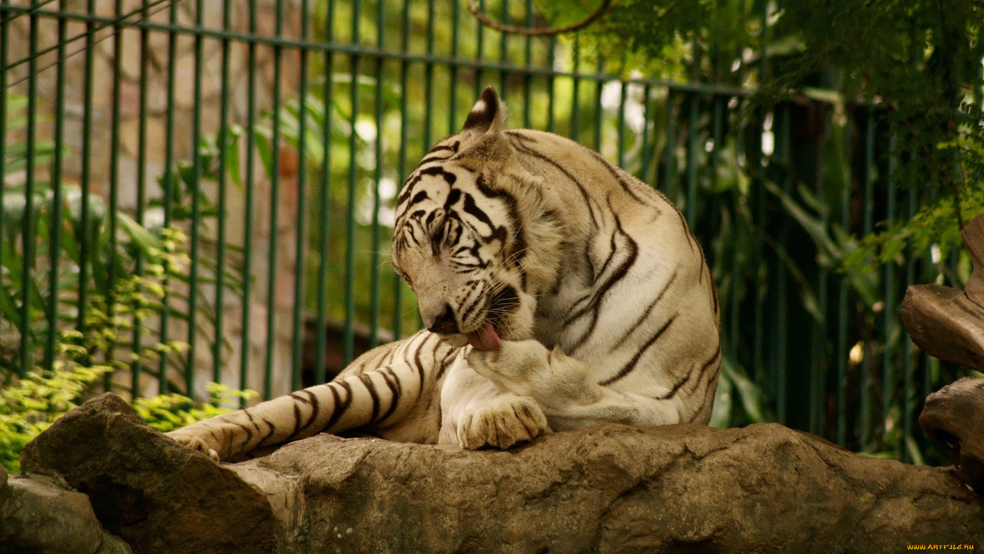 животные, тигры, белый, тигр, язык, умывается, лапа