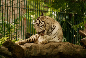 Картинка животные тигры белый тигр язык умывается лапа