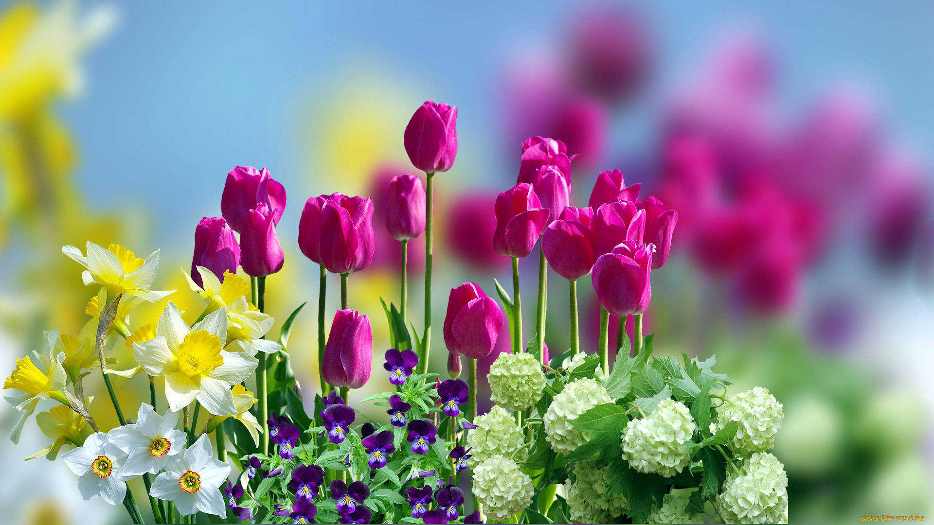 цветы, разные, вместе, фиалки, нарциссы, тюльпаны