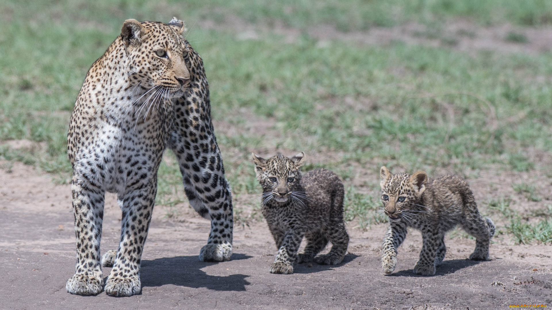 животные, леопарды, африка, семья, детёныши, трио, мать, семейство, хищники, кошки