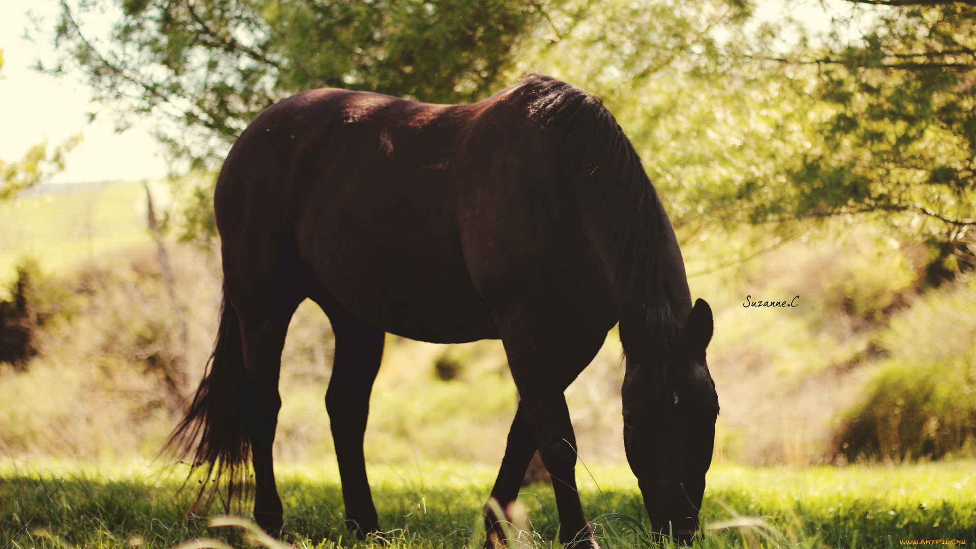 животные, лошади, тень, конь, пастбище, пасётся, свет, лето, солнце