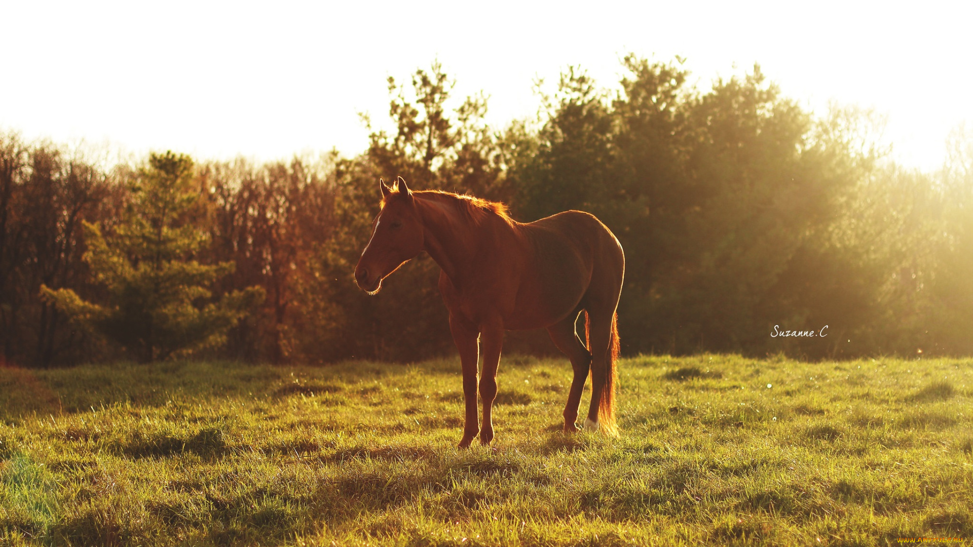 животные, лошади, трава, лето, луг, пастбище, рыжий, конь, блики, свет, солнце, утро, отдых, дремлет, простор