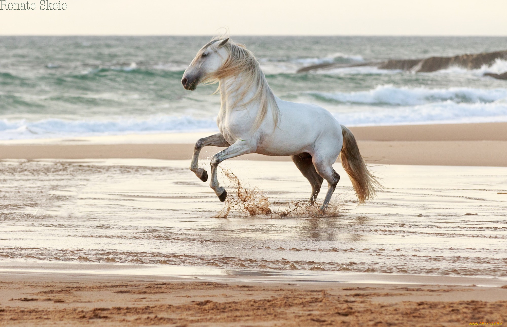 животные, лошади, брызги, вода, побережье, берег, песок, море, грация, красавец, серый, жеребец, конь, ветер, прибой, волны