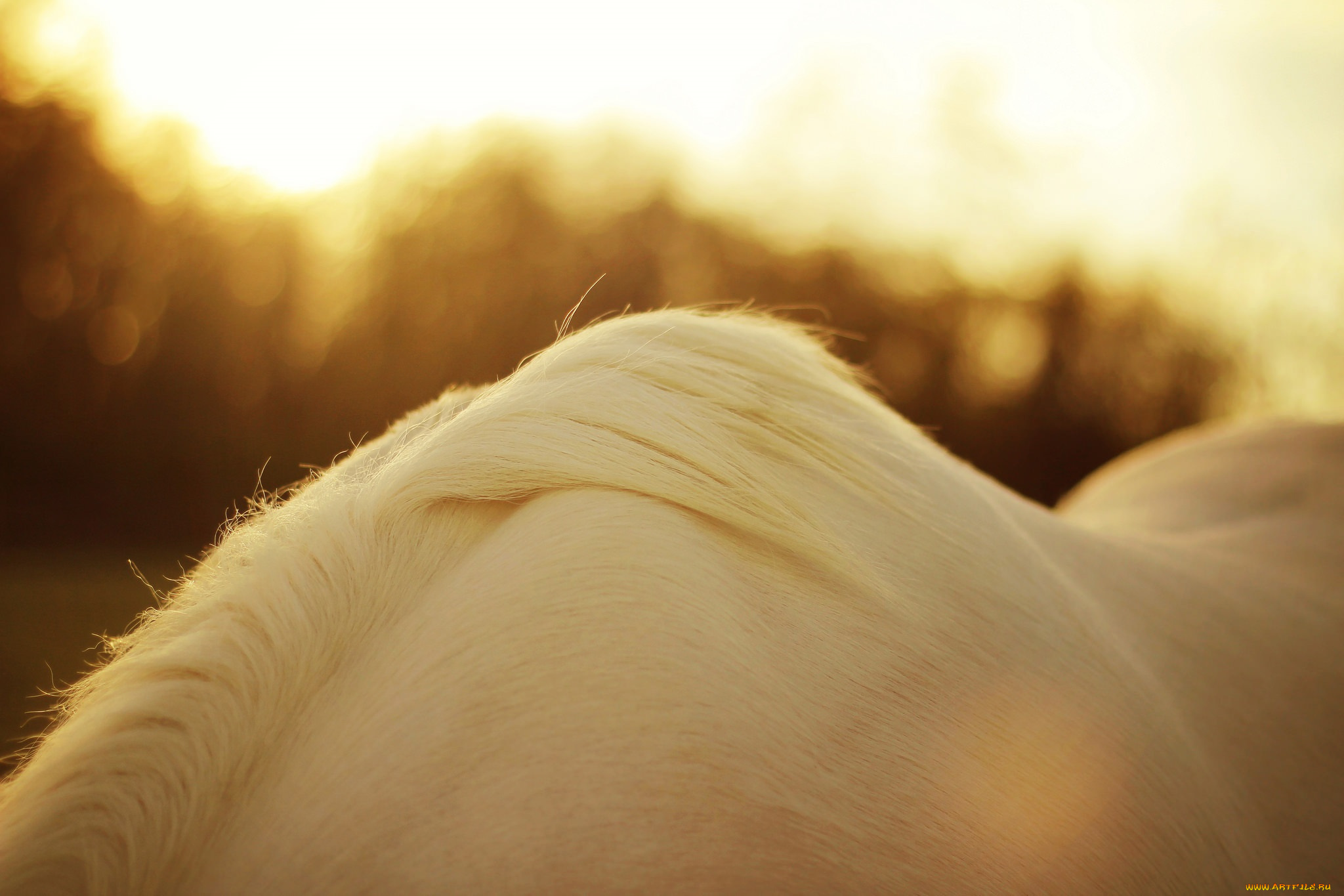животные, лошади, белый, конь, грива, шерсть, масть, окрас, макро, солнце, блики, свет