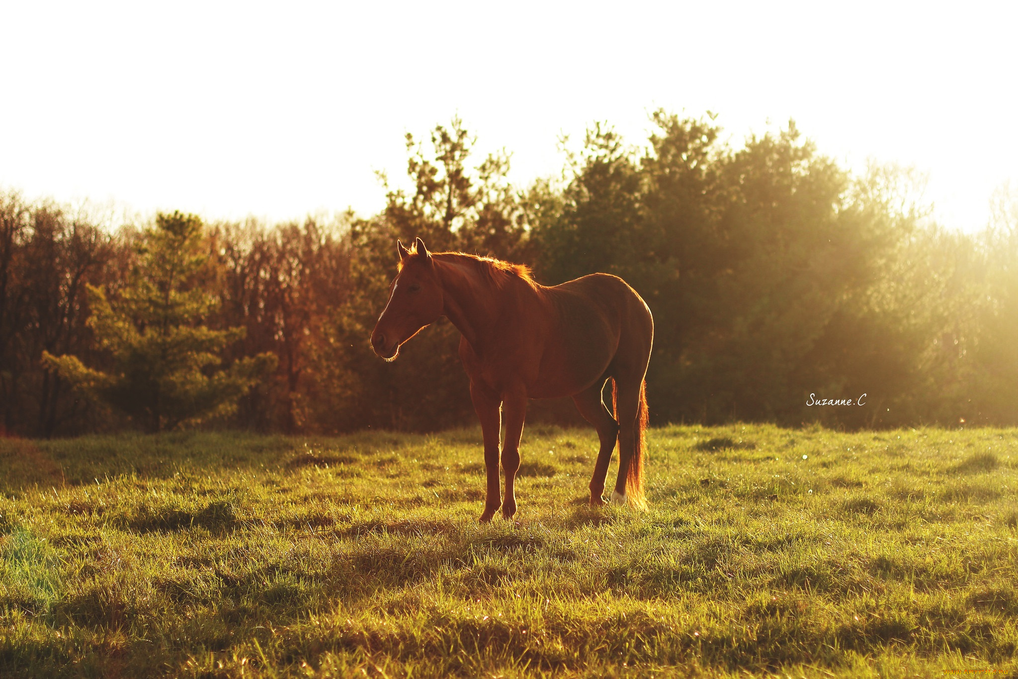 животные, лошади, трава, лето, луг, пастбище, рыжий, конь, блики, свет, солнце, утро, отдых, дремлет, простор