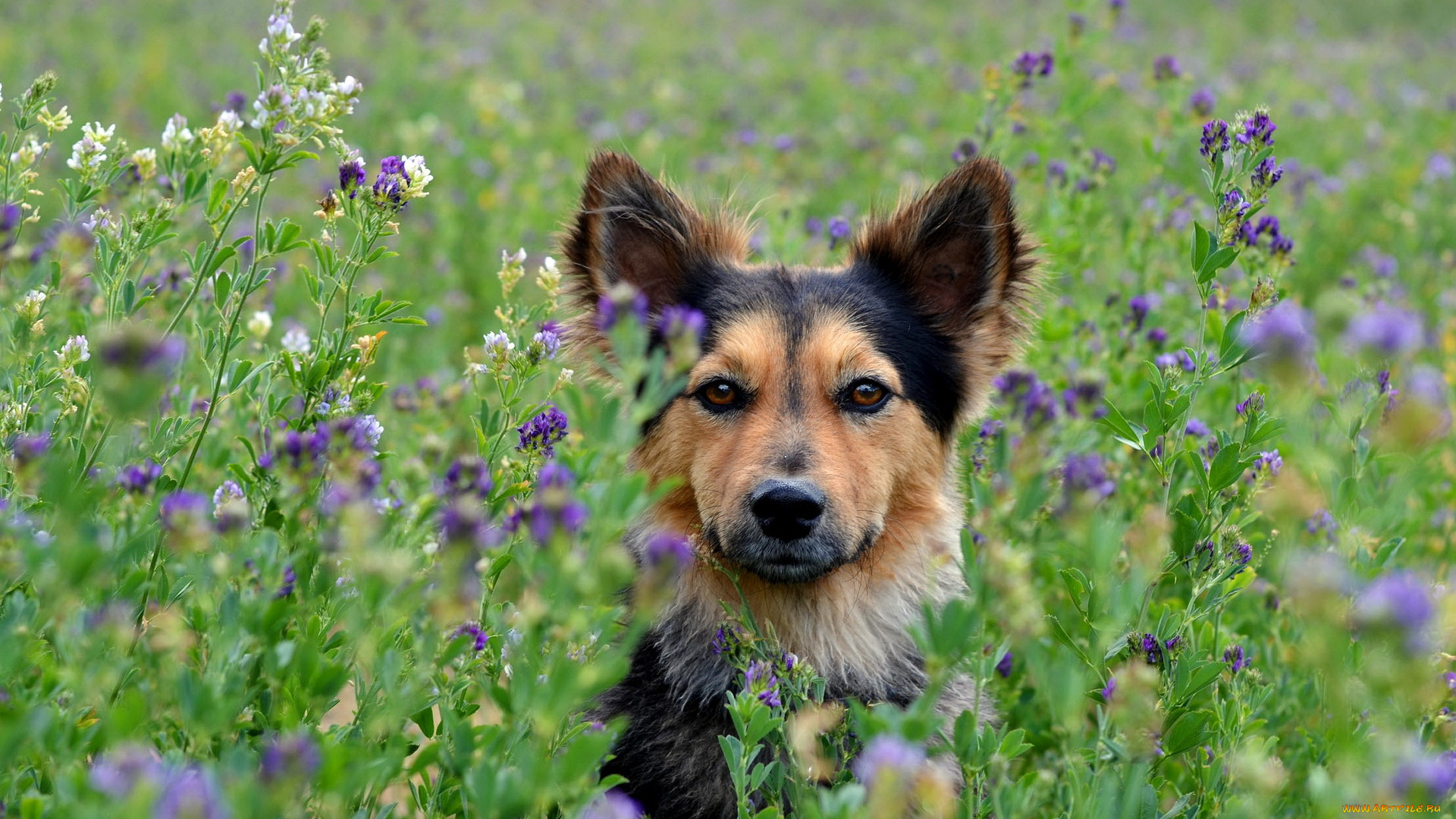 животные, собаки, цветы, поле, собака