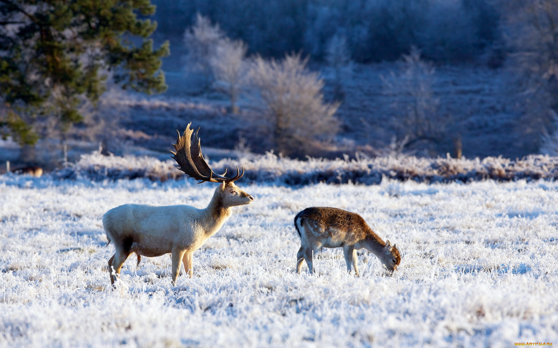 животные, олени, зима, природа