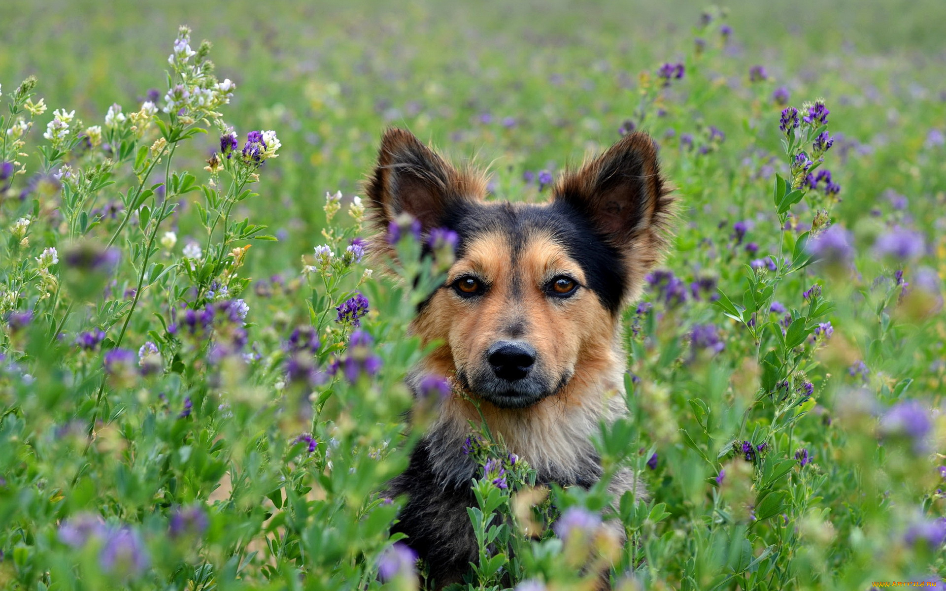 животные, собаки, цветы, поле, собака