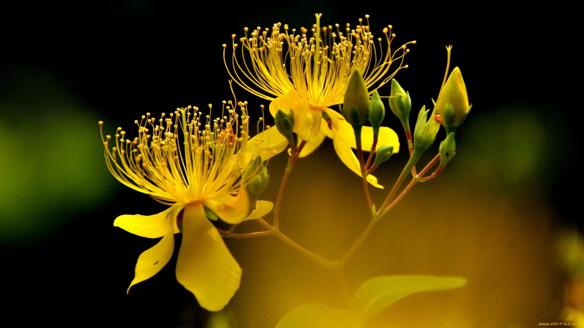 цветы, желтый