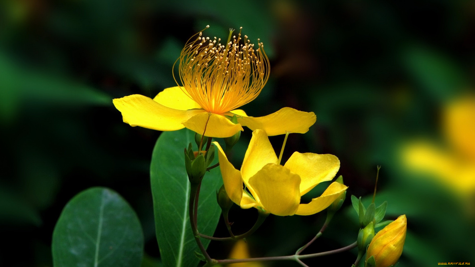 цветы, жолтый