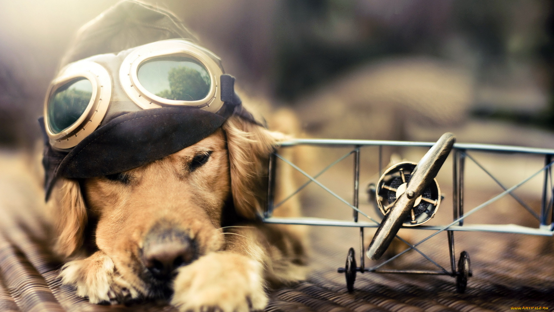 животные, собаки, самолёт, полет, собака, мечта, очки