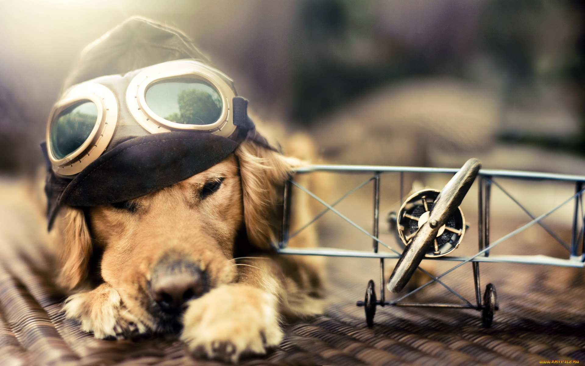 животные, собаки, самолёт, полет, собака, мечта, очки