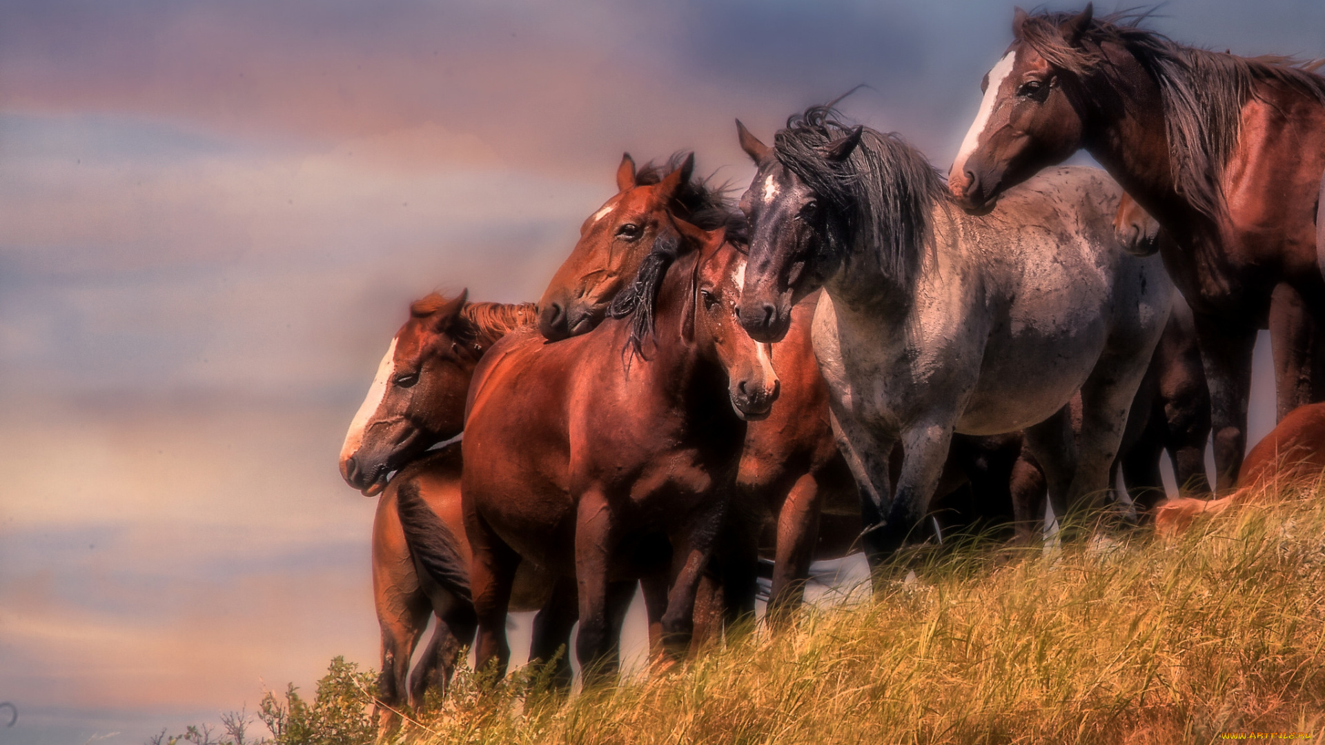 животные, лошади, поле, травка, красота, лошадки
