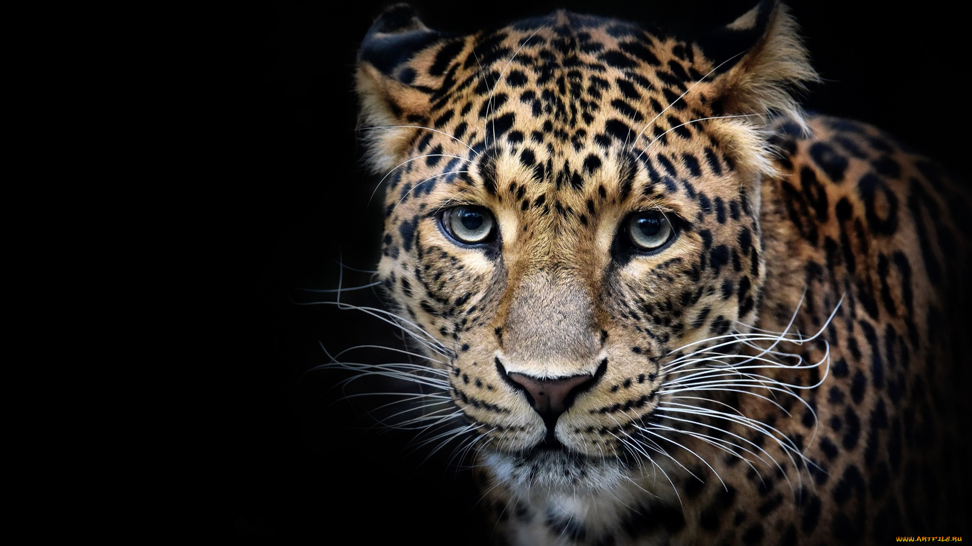 животные, леопарды, взгляд