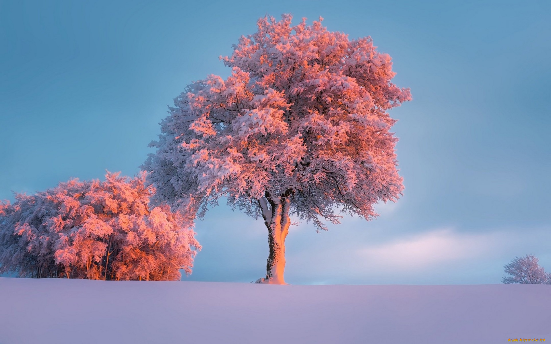 природа, деревья, зима, небо, снег