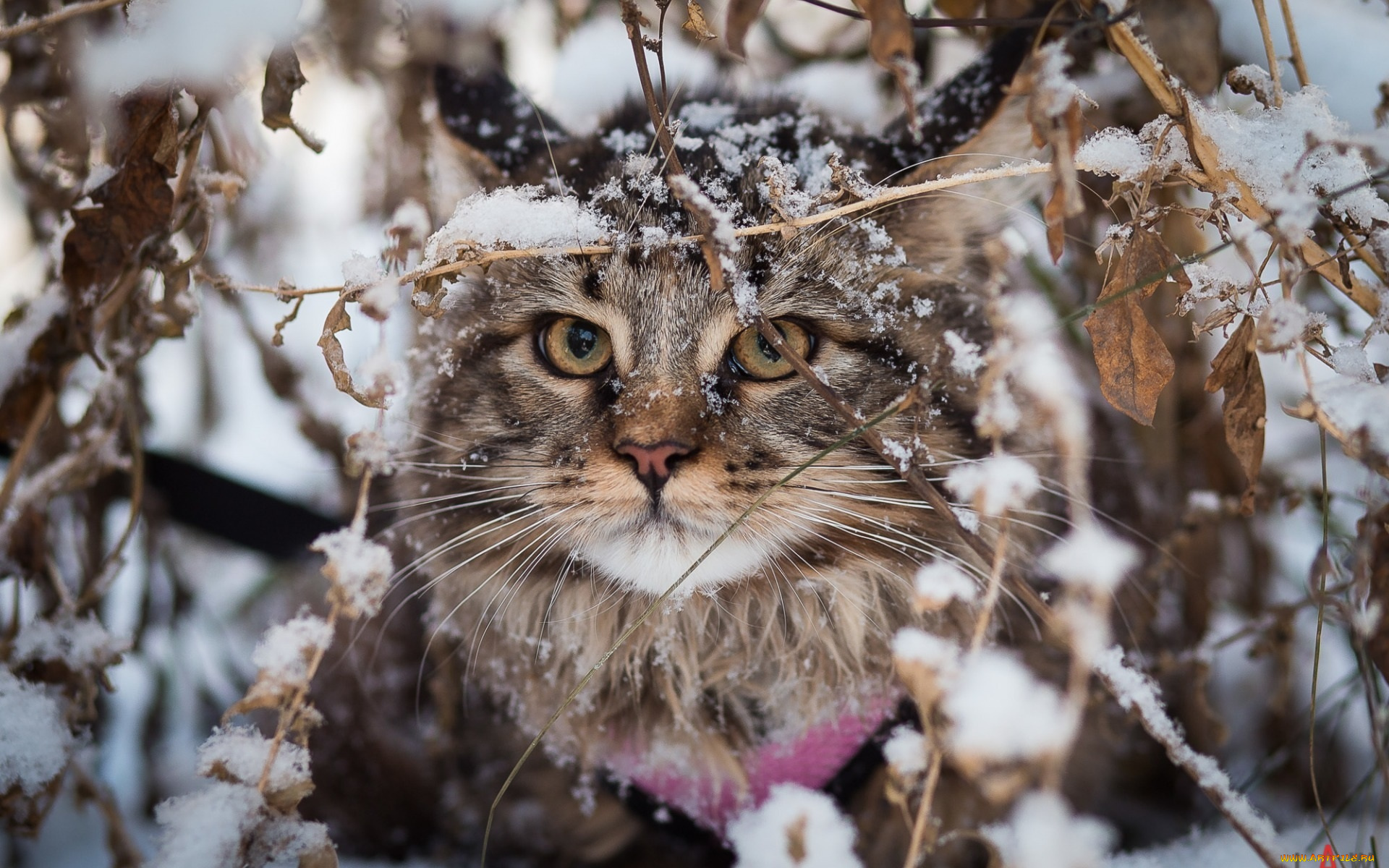 животные, коты, листья, сучья, ветки, снег, кот