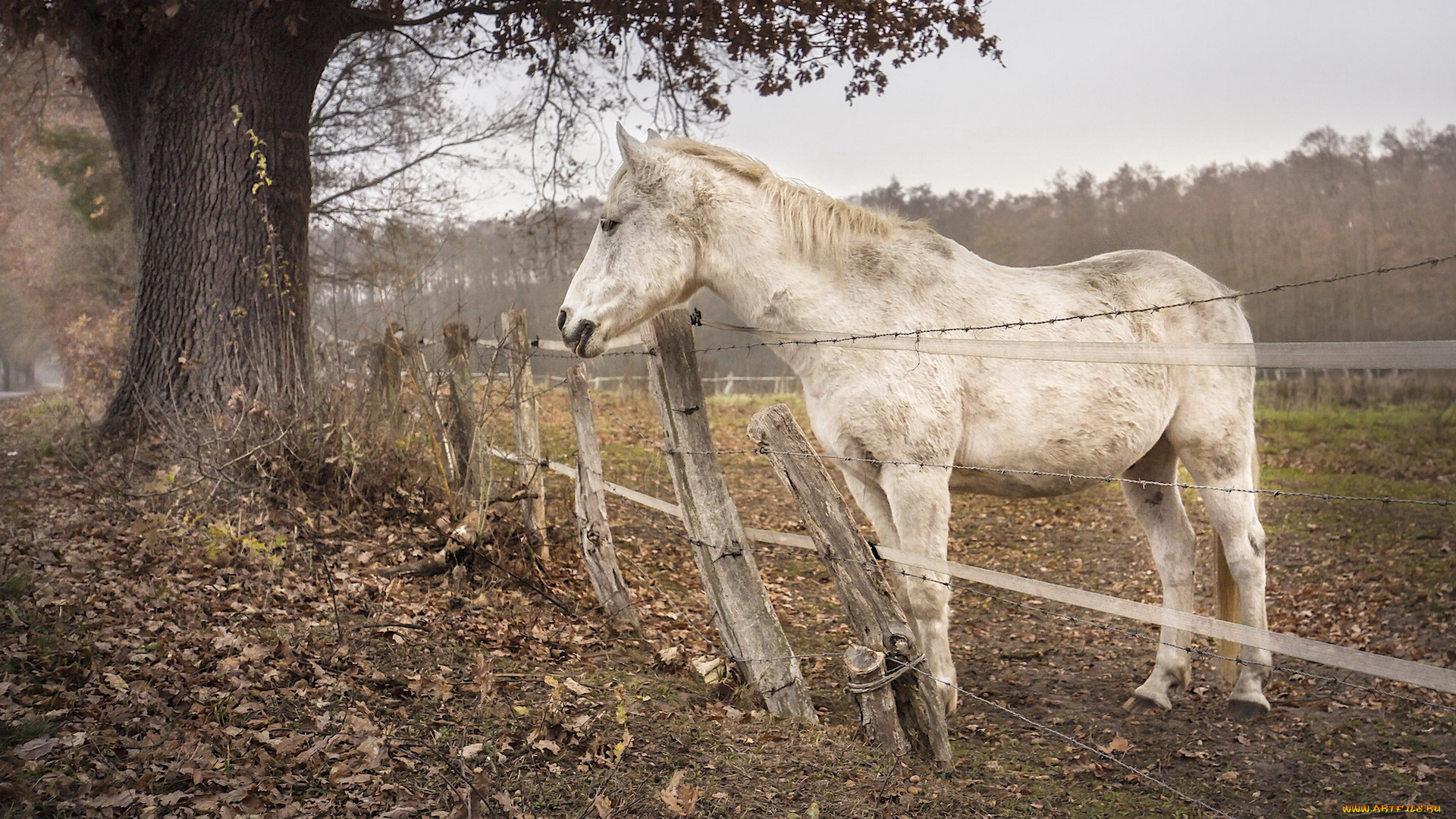 животные, лошади, забор, конь, природа
