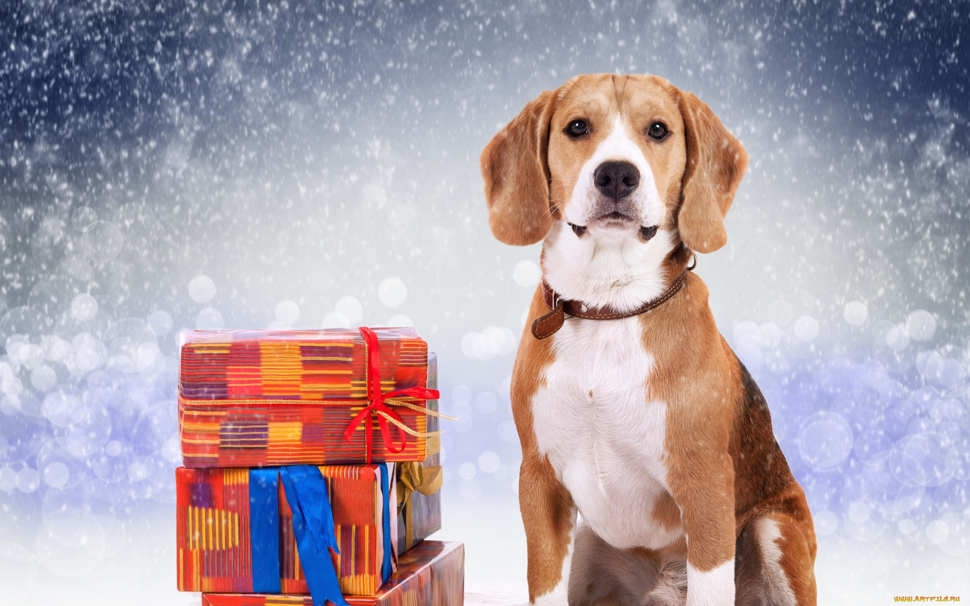 животные, собаки, коробки, снег, подарки, пес, собака