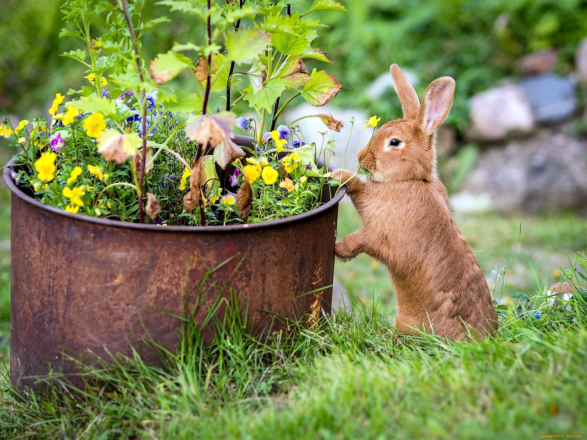 животные, кролики, , зайцы, коричневый, трава, кролик