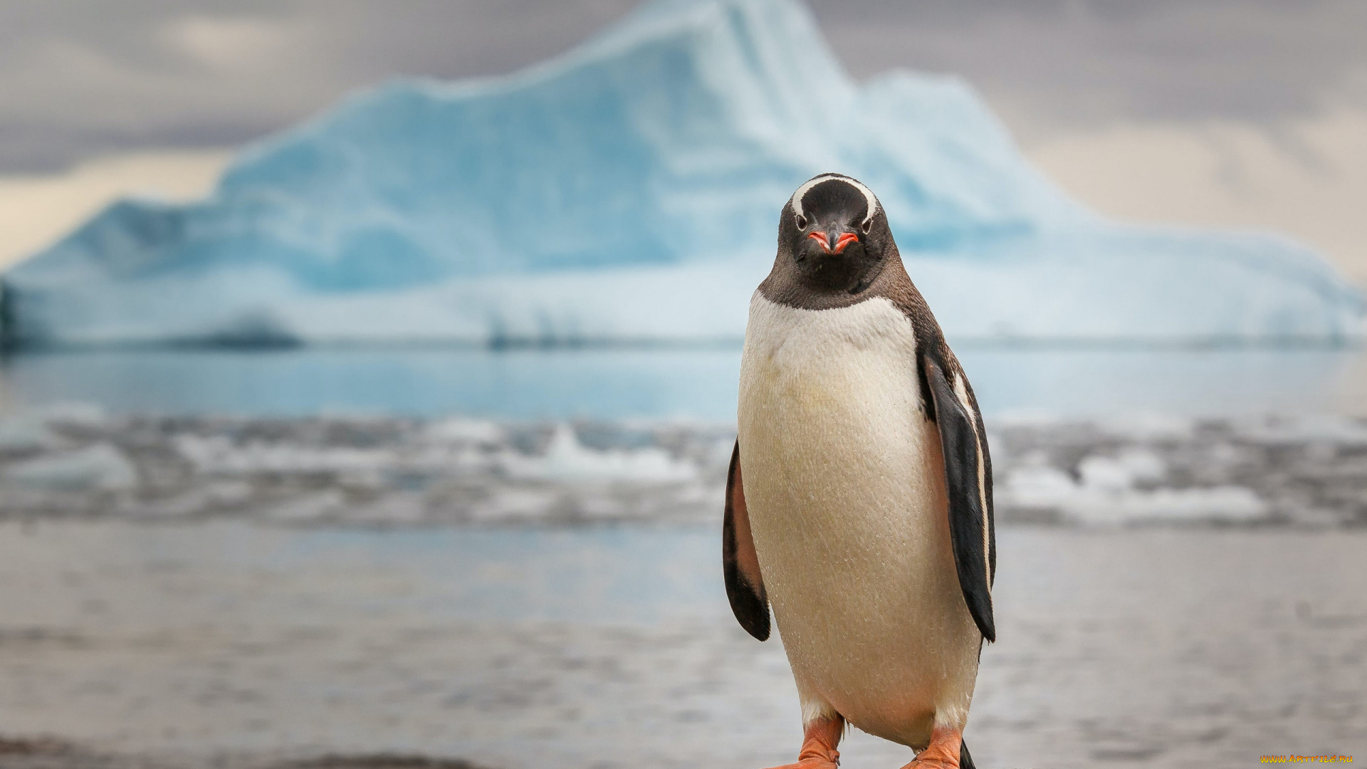 животные, пингвины, айсберг, природа, смотрит, на, зрителя, снег, лед, вид, океан, птица, пейзаж, вода, холодная, арктика, размыто