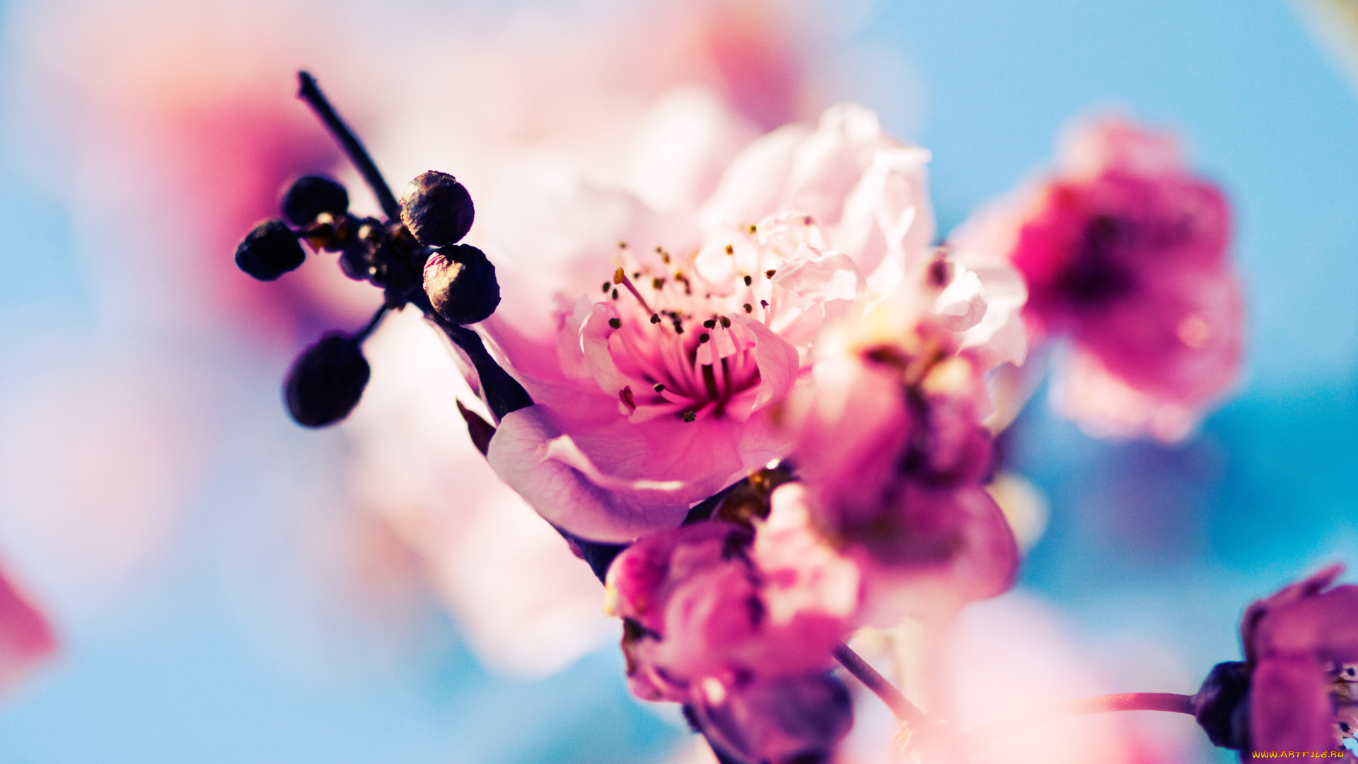 цветы, сакура, вишня, весна, ветка, цветение