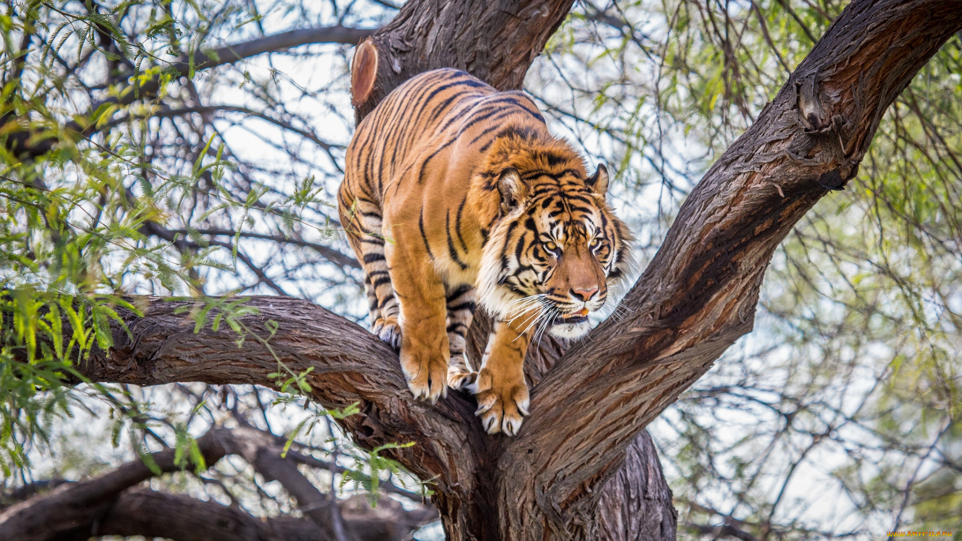 животные, тигры, прыжок, готовность, дерево, хищник