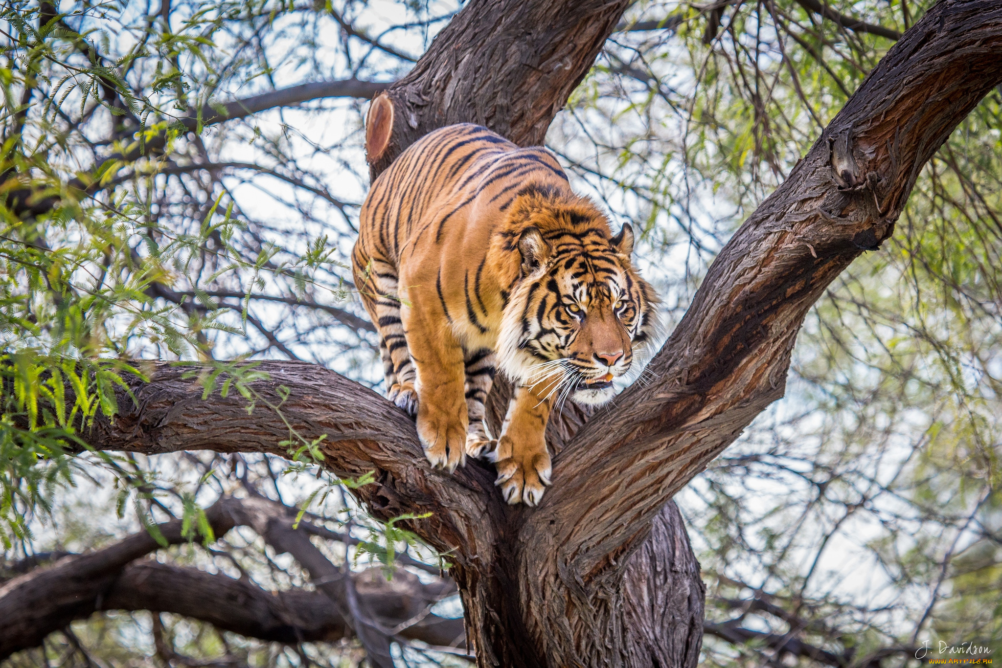 животные, тигры, прыжок, готовность, дерево, хищник