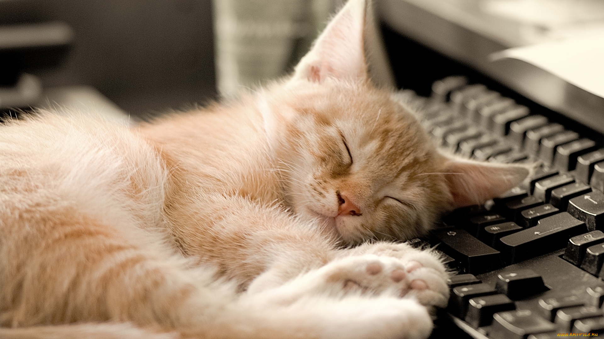 животные, коты, клавиатура, отдых, сон, рыжий, котенок