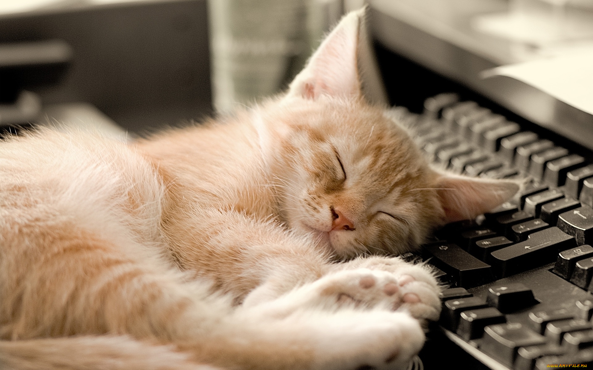 животные, коты, клавиатура, отдых, сон, рыжий, котенок