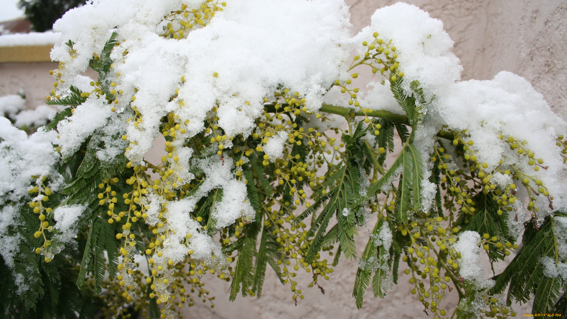 цветы, мимоза, снег