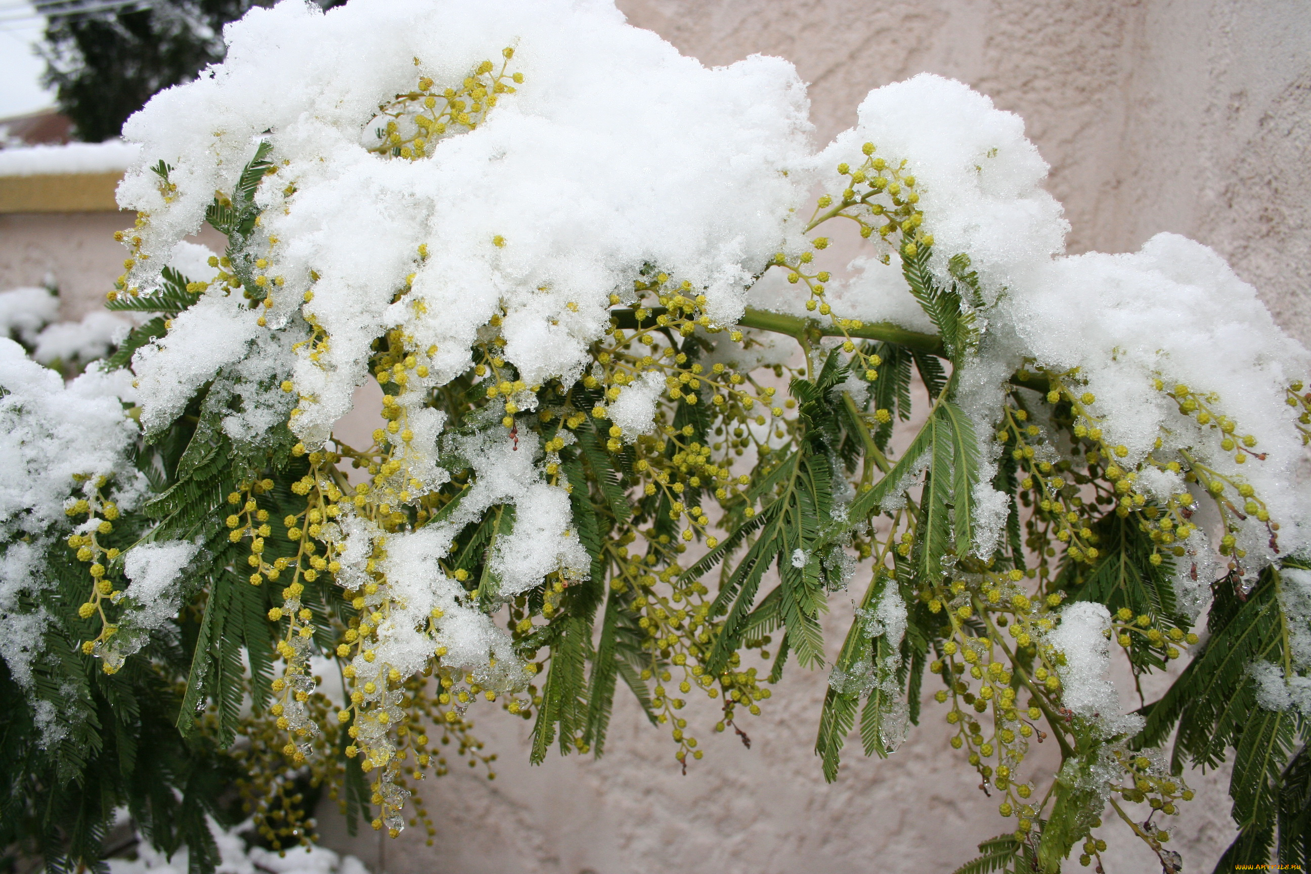 цветы, мимоза, снег