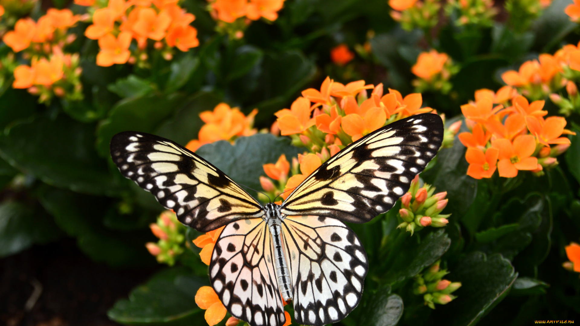 животные, бабочки, , мотыльки, , моли, макро, бабочка, крылья, цветы
