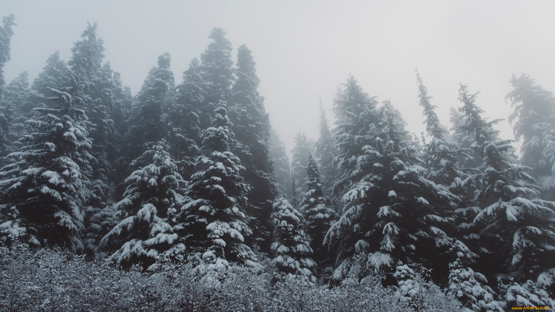 природа, лес, ёлки, деревья, снег, зима