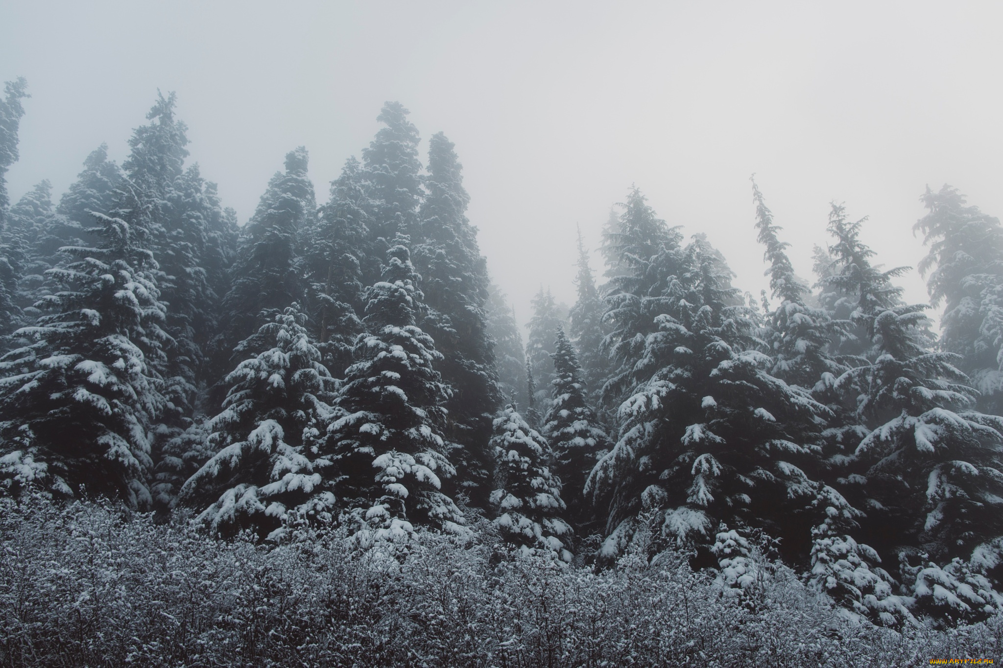 природа, лес, ёлки, деревья, снег, зима