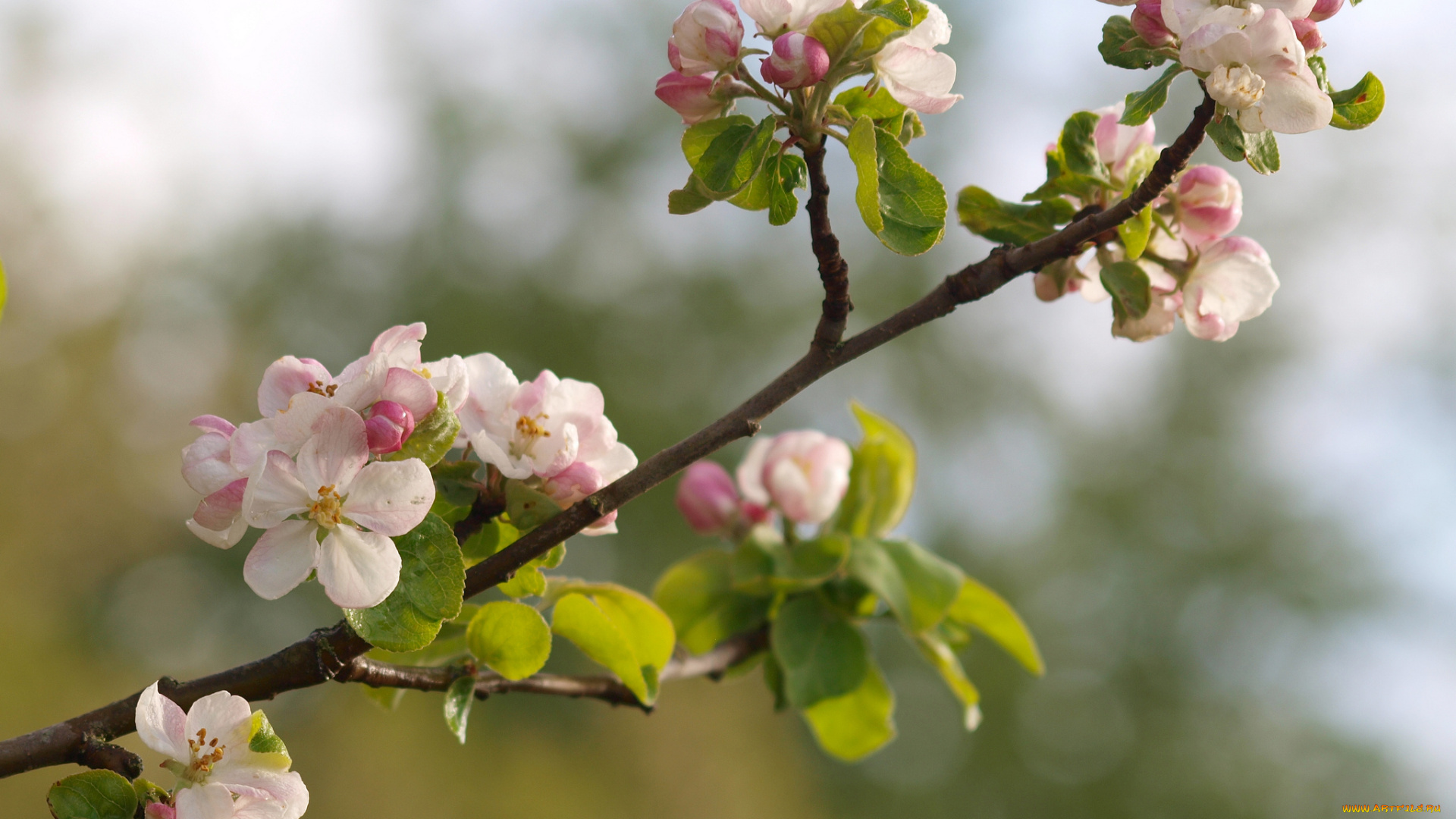 цветы, цветущие, деревья, кустарники, яблоня, ветка, макро, цветение, природа, бутончики, весна