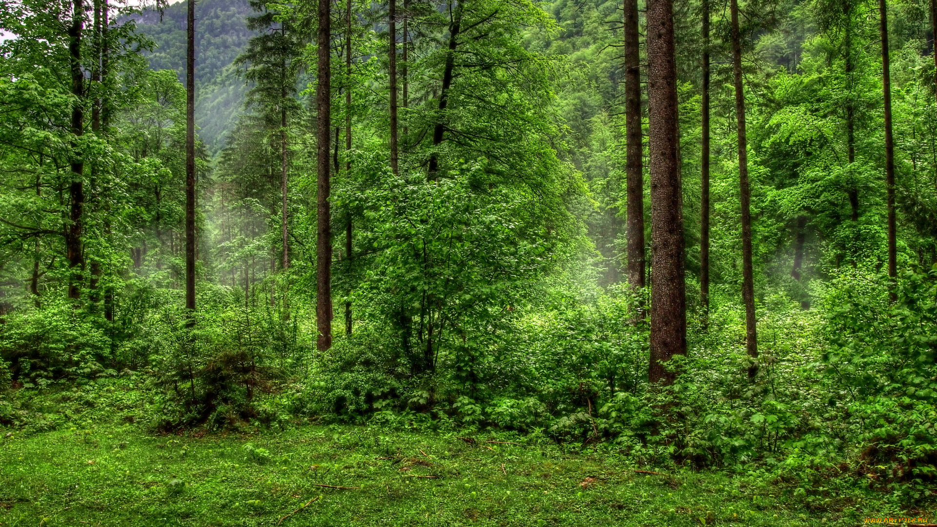 лес, природа, деревья, кусты