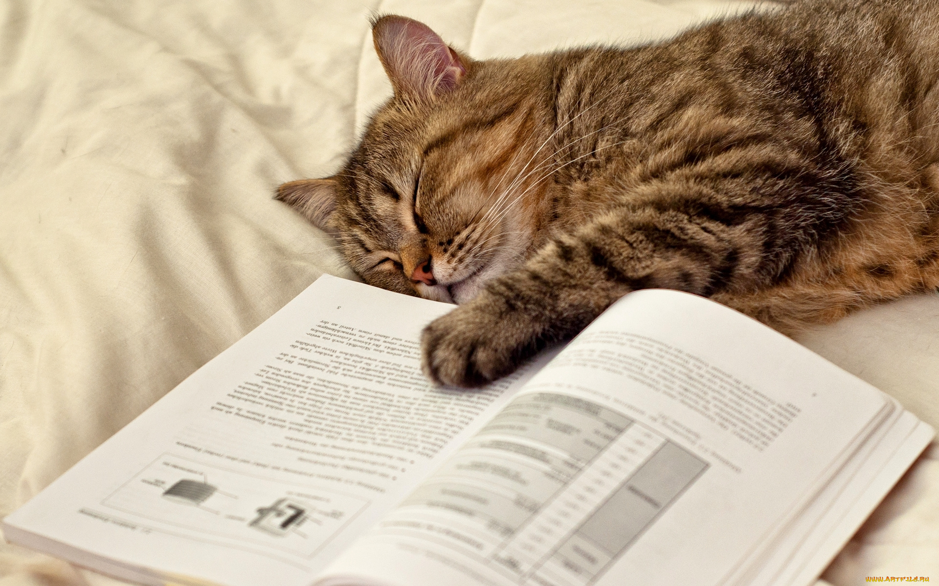 животные, коты, страницы, лапа, книга, кот, спит, лежит