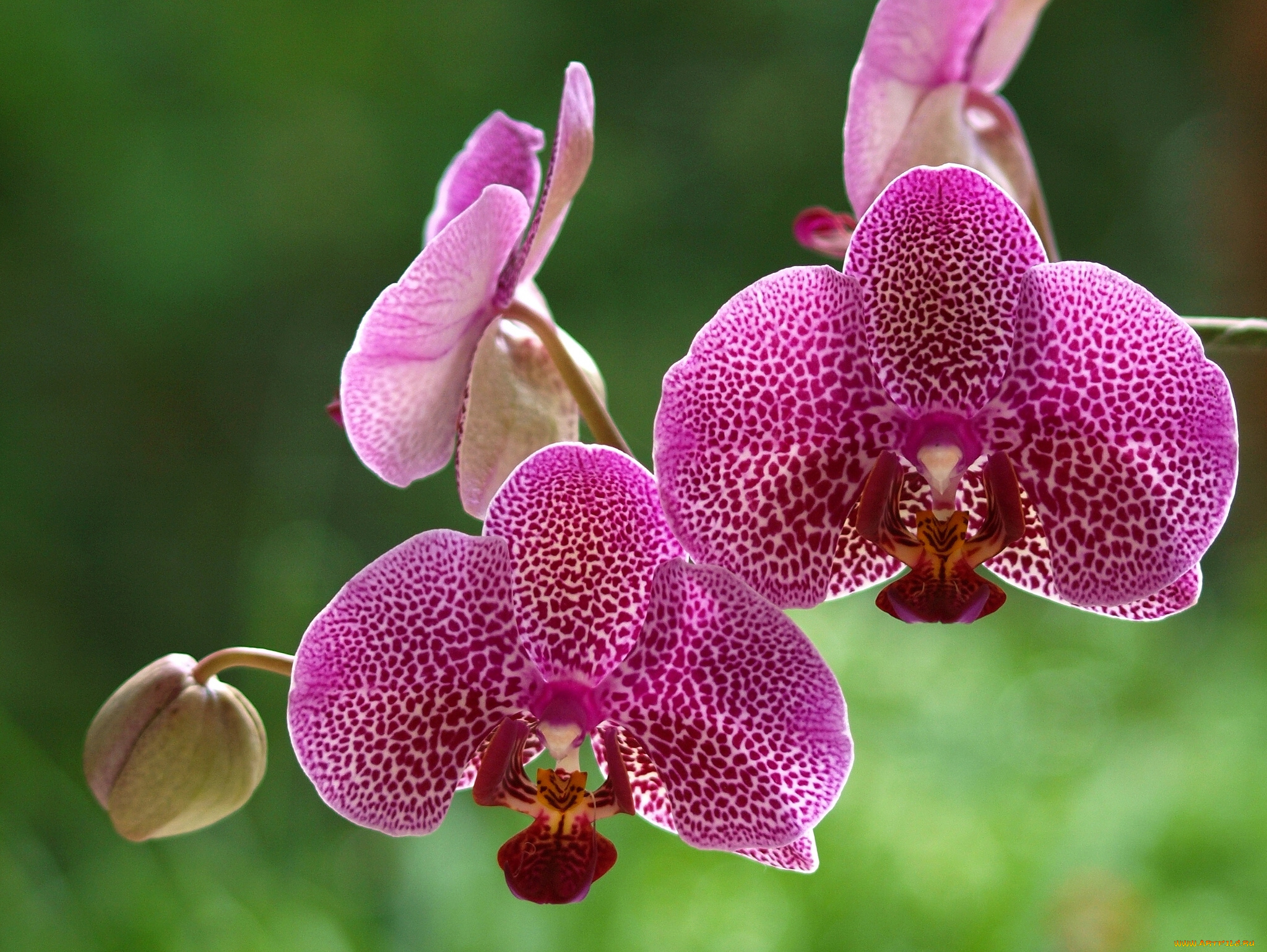 цветы, орхидеи, экзотика, макро