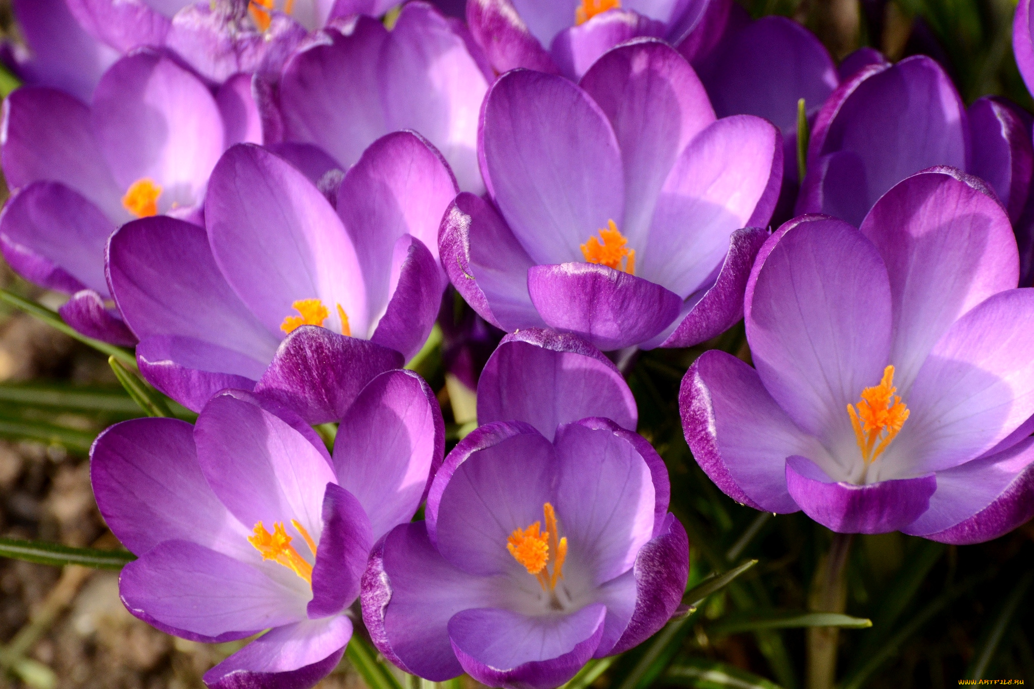 цветы, крокусы, весна, фиолетовый