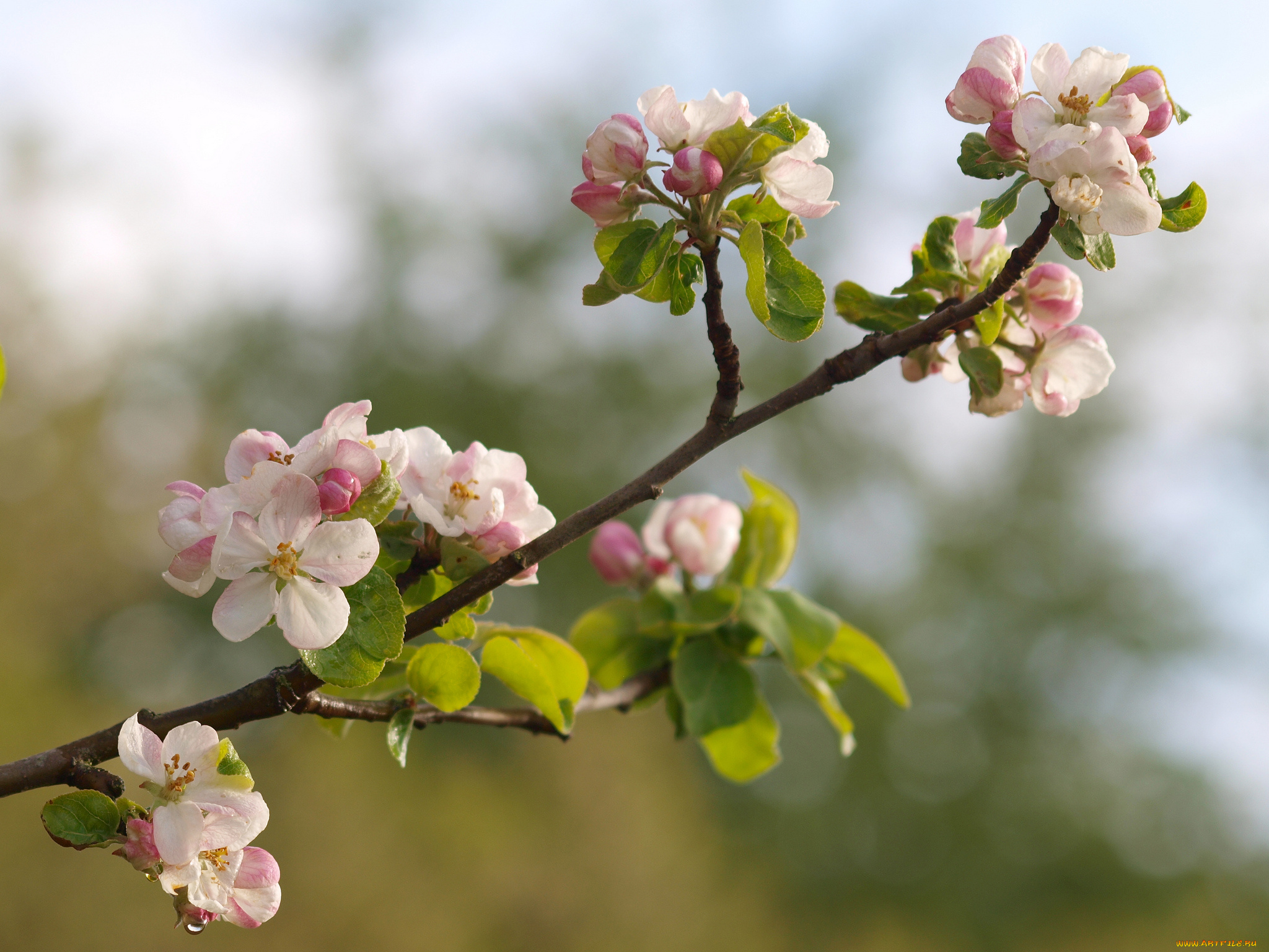 цветы, цветущие, деревья, кустарники, яблоня, ветка, макро, цветение, природа, бутончики, весна