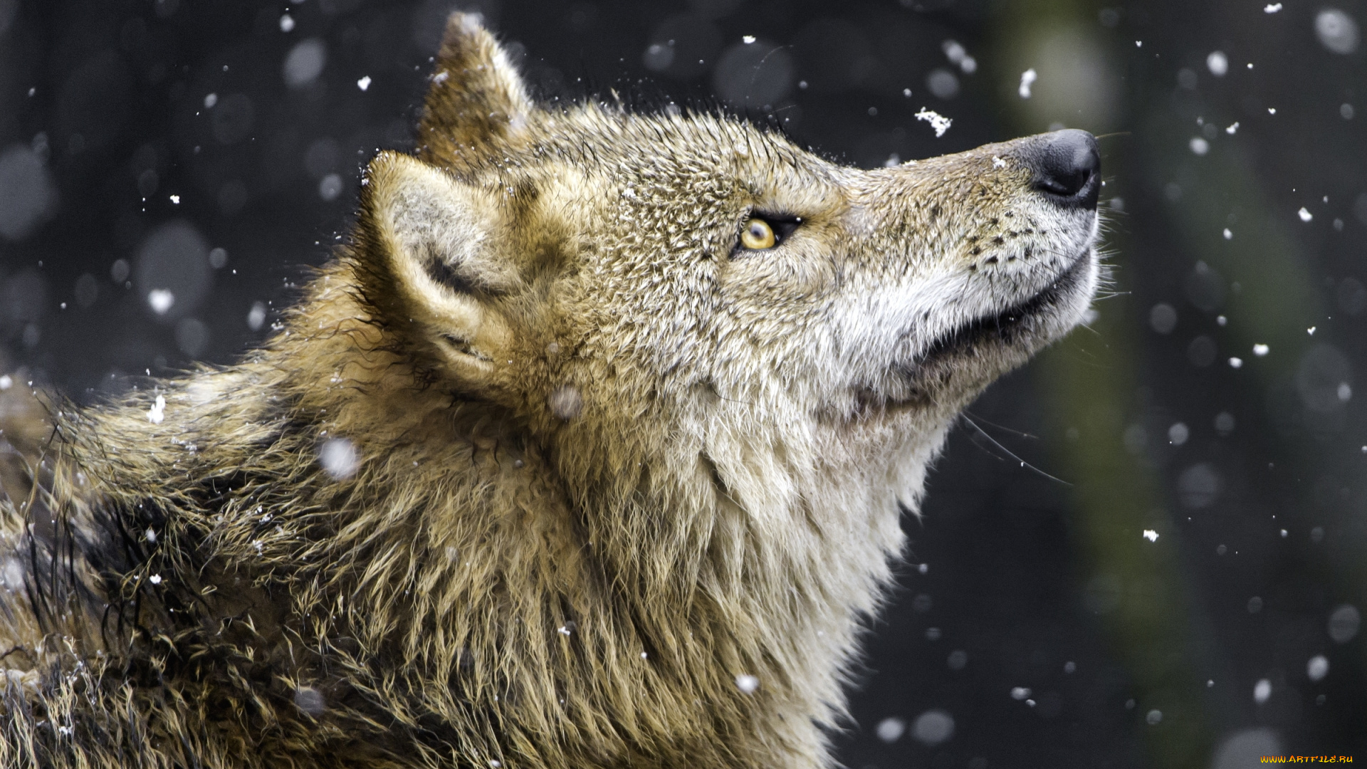 животные, волки, , койоты, , шакалы, волк, хищник, профиль, снег