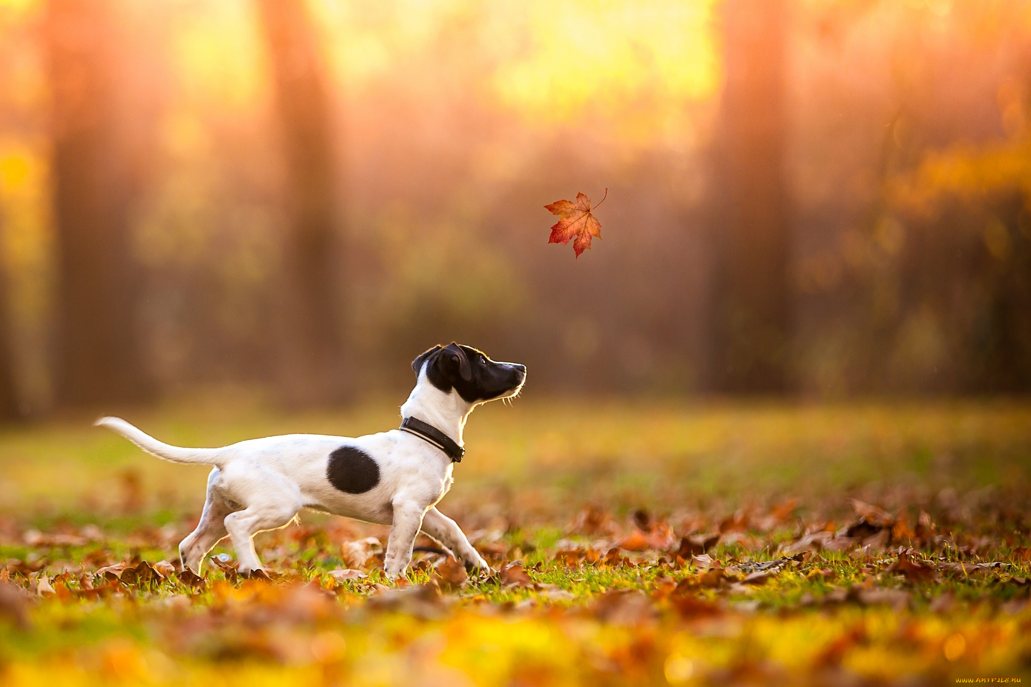 животные, собаки, пес, осень, листья, собака