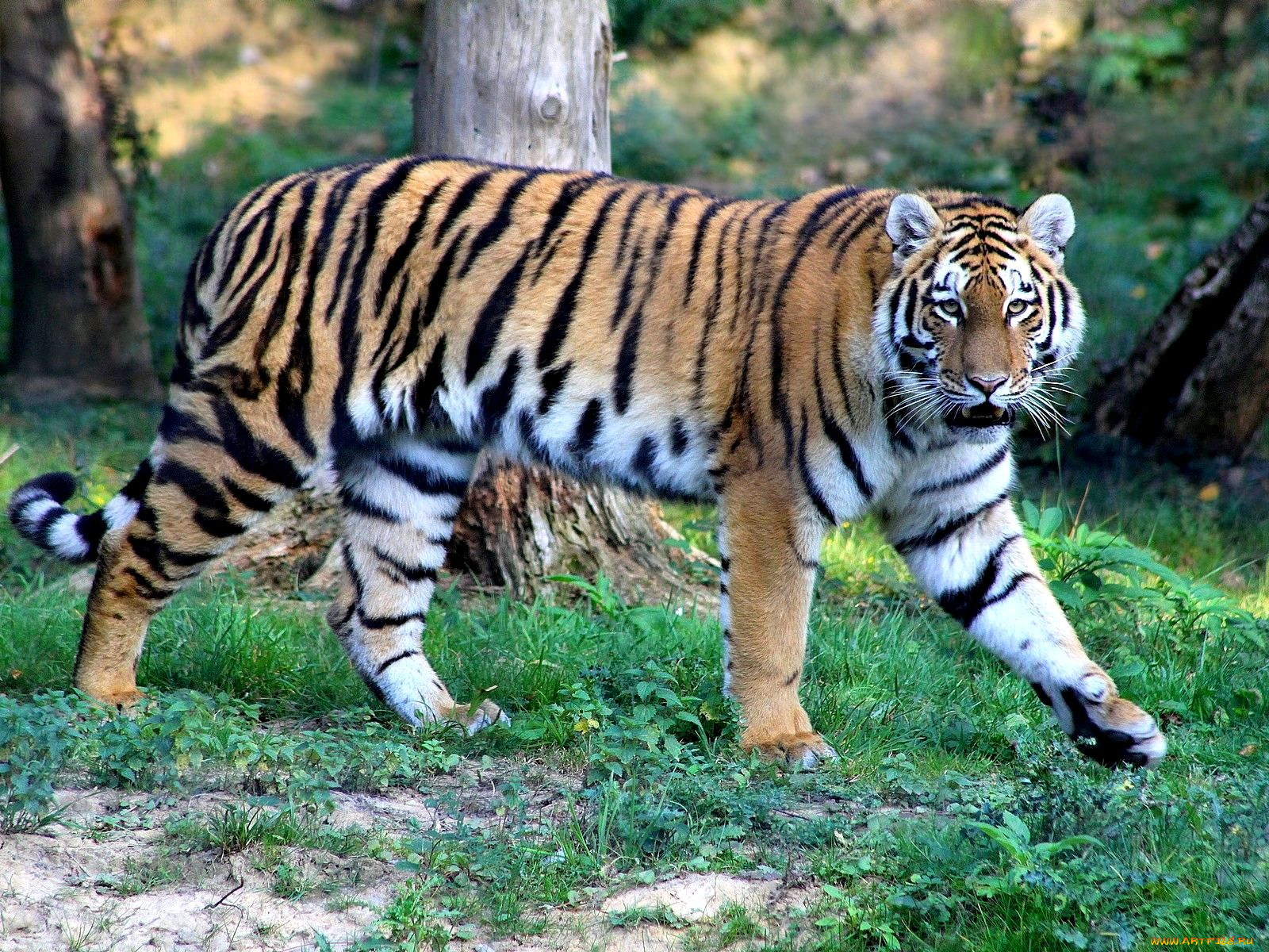 животные, тигры, полосатый, хищник