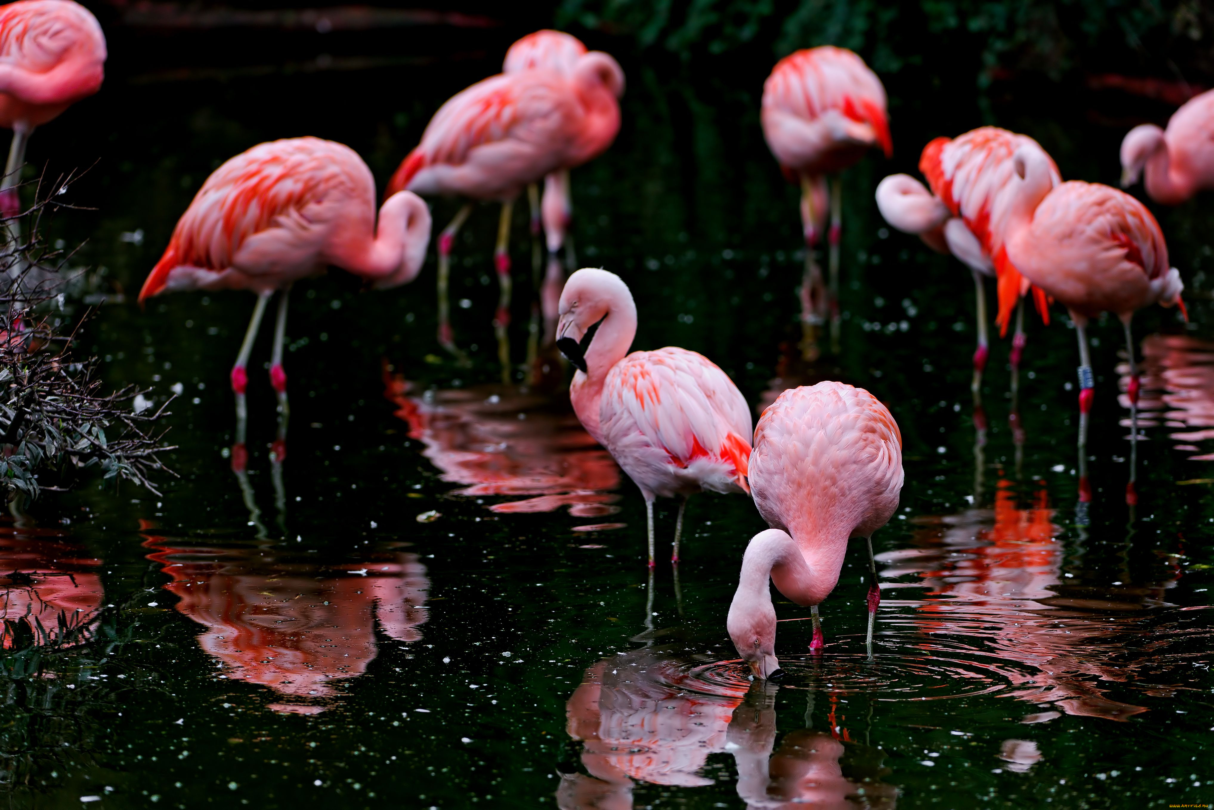 животные, фламинго, водоём, птицы