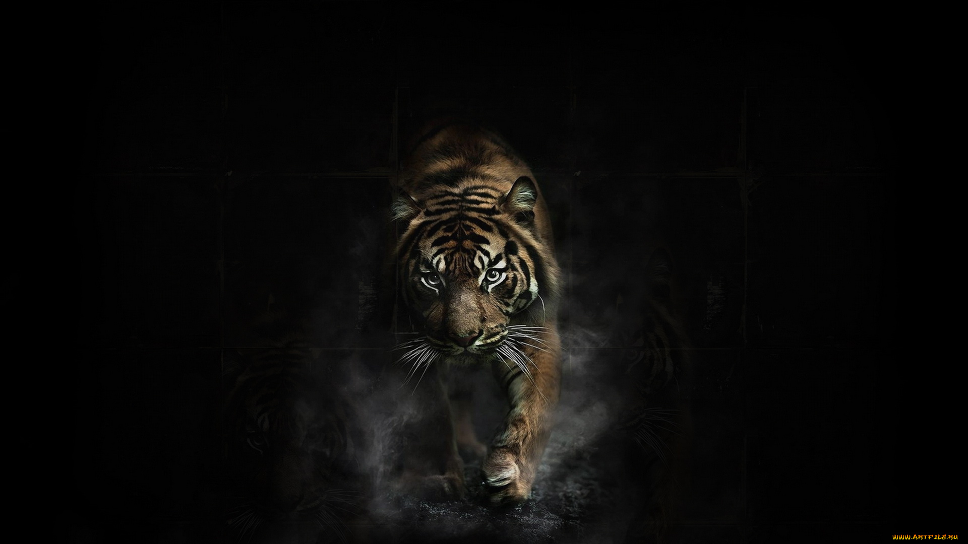 животные, тигры, тигр