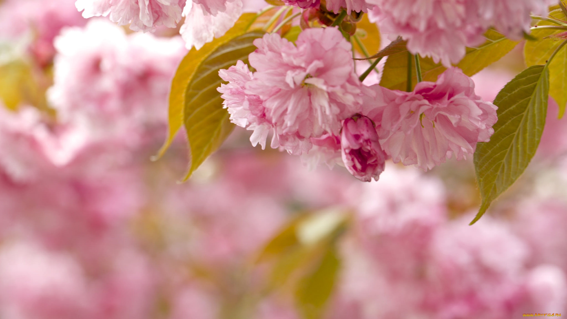 цветы, сакура, , вишня, розовый